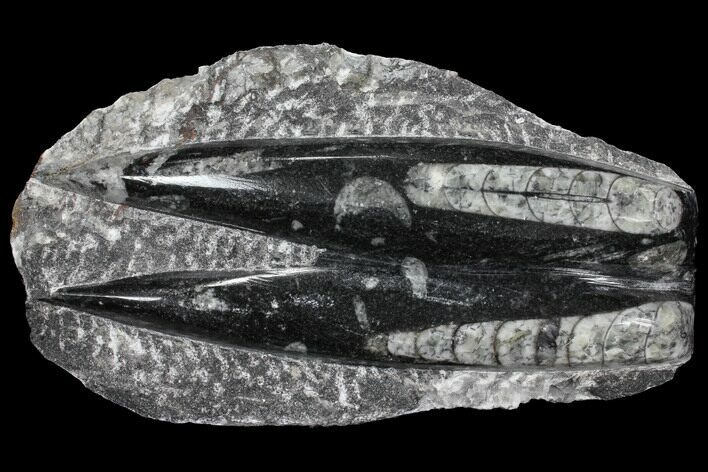 Polished Orthoceras (Cephalopod) Fossils - Morocco #96645